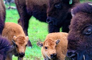 Bartlesville, OK - spring bison calves on